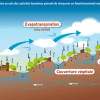 Restaurer la végétation au sein des activités humaines permet de retrouver un fonctionnement normal du cycle