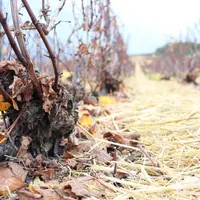 Vigne de champagne en hiver, munie d'un paillage pour couvrir le sol, fait avec de la paille de blé épandue. Moyen d'entretenir le sol (limite la pous