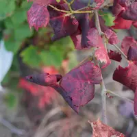 Cabernet sauvignon, cabernet franc ou muscadelle ont deux fois plus de risques d’être infectés que le merlot.