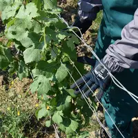 Depuis 2018, il est obligatoire d'avoir des gants de protection étanche sur la face inférieure pour travailler dans les vignes après le délai de réent