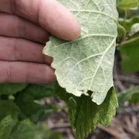 Viticulture . Maladies de la vigne . vignes atteintes du mildiou dans le vignoble de Champagne. SymptÃ´mes Ã  la face infÃ©rieure des feuilles .