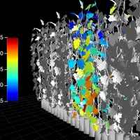 Selon les simulations des chercheurs, la température à la surface des feuilles les plus éclairées était de près de 54°C, une valeur au-delà de la limi