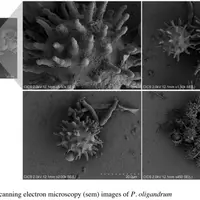 Pythium oligandrum est un oomycète capable de stimuler les défenses de la vigne.