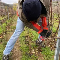 Taille de la vigne avec le sécateur électrique viticole sans fil Mage Sam 25, fonctionnant avec batterie au Li-ion, à Mâcon, dans les vignes du Vitila