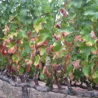 Symptômes de la maladie de Pierce, causée par Xylella fastidiosa, sur des vignes de sauvignon blanc en Californie.