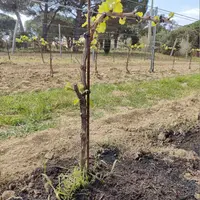 Le biochar épandu au pied des vignes permet d'améliorer la rétention en eau, selon des observations récentes.