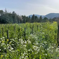 Planter des vignes en gobelet et introduire des engrais verts en interrang sont deux leviers permettant de lutter contre la sécheresse.