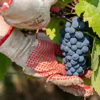 L'interprofession champenoise a jugé que la récolte manuelle reste indispensable pour récolter et pressurer le fruit des vendanges avec une qualité op
