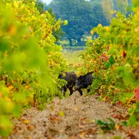 Les viticulteurs de Dordogne visités par de trop nombreux sangliers pourront désormais les piéger.