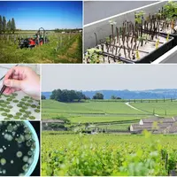 Les chercheurs explorent de nombreuses voies dans le cadre du projet Vitae, afin de pouvoir protéger la vigne sans pesticides.