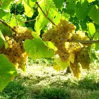Les grappes de l’arrufiac sont moyennes à grandes, coniques, plus ou moins compactes.