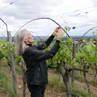 Jo Lynch, vigneronne au domaine Villa Dondona, continue d'observer et de tirer les conclusions du mode de conduite en pergola.