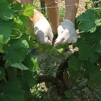 L'agrafe de confusion sexuelle développée par M2i doit être posée avec des gants lors du relevage de la vigne.