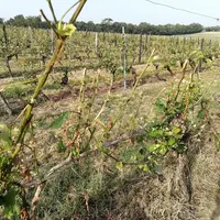 Après une grêle, si les rameaux herbacés ne sont ni éclatés ni pelés et qu’il reste des inflorescences intactes, il est inutile de retailler, le dével