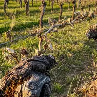 Le vignoble de cahors a été violemment touché par le gel, notamment les 19 et 23 avril 2024.