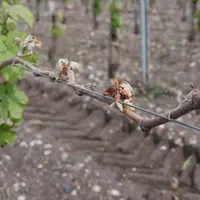 Entre le 19 et le 25 avril, le gel a essentiellement touché les parcelles gélives en Aquitaine, Dordogne, Charentes et Lot-et-Garonne.