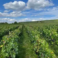 Paysage viticole lors des vendanges manuelles le 15 septembre 2023, à Tauxières, dans la Marne, en Champagne
Vignes enherbées. Parcelle de pinot noir