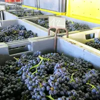 Vendanges manuelles de raisins rouges et blancs à la cave coopérative vinicole la Goutte d'or, à Vertus dans la Marne, vendanges 2015, champagne, cong