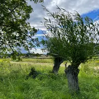 Les arbres taillés en trogne sont un réservoir de biodiversité utile à la vigne.
