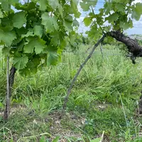 Le marcottage permet de créer un nouveau plant très rapidement, un argument qui séduit certains viticulteurs.