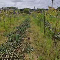 L'une des modalités comprenait de la féverole roulée.