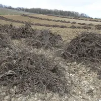 parcelle de vigne arrachée