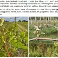 Des phénomènes de filage des vignes inhabituels en Val de Loire
