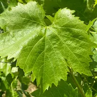 Les feuilles adultes ont des sinus latéraux peu profonds, des dents ogivales et un limbe glabre.