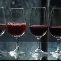 Vigne / oenologie / vins de Loire / dégustation en cours de fermentation / évolutions du jus / couleur / tanins / aromes