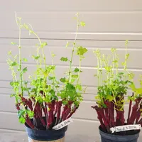Les plants de la modalité de gauche ont subi un trempage avec une solution d'eau et de chitosan, contrairement à ceux de droite.