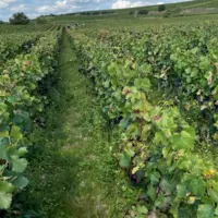 Vendanges dans la Marne