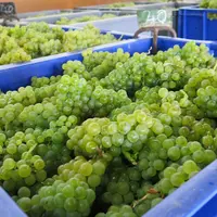 Vendanges manuelles de raisins rouges et blancs à la cave coopérative vinicole la Goutte d'or, à Vertus dans la Marne, vendanges 2015, champagne, cong