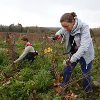 viticulture. vigneron et salariée au travail dans les vignes. taille Guyot dans une parcelle de Pinot Meunier dans le vignoble de Champagne. sécateur.