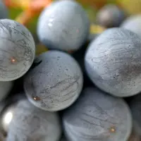 Vigne / détails cépage de Gamay / raisin noir / Beaujolais / baie / baies / grain / grains