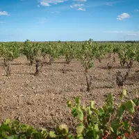 Sécheresse et mortalité de pieds de vigne vers Rivesaltes, dans les Pyrénées-Orientales.