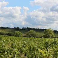 Selon le bilan à mi-parcours du plan filière Loire 2030, 73 % de domaines viticoles ligériens sont engagés en bio ou dans une autre certification envi