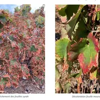 La cicadelle africaine, Jacobiasca lybica, provoque des dégâts conséquents sur la vigne, allant de la décoloration au dessèchement complet de la feuil