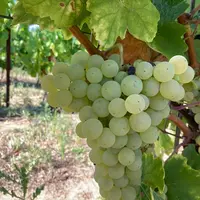 Les grappes de xarello sont moyennes à grandes avec une fertilité élevée.