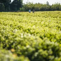 Parcelle de vigne avec techniciens de l'Entav.