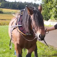 Un cheval de trait formé à la traction pour le travail des vignes.