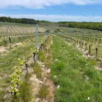 Vignobles Roux, à Gornac, en Gironde, en mai 2023. Stade de la vigne, cabernet ou merlot
