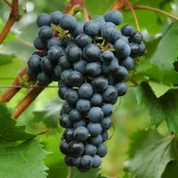 Grappe de raisin de la variété merlot khorus.