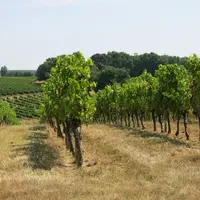 Paysage de vignes en Gironde