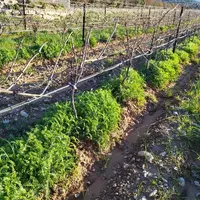 Rang de vigne en hiver planté de vesce érigée.