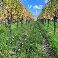 Parcelle de gewurztraminer en Alsace (67), à Traenheim, à l'automne, prise le 24/10/2024. La vigne est enherbée.