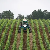 Tracteur enjambeur réalisant du travail du sol en vignes étroites, à l'aide d'une charrue vigneronne.