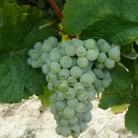 Les grappes du bouysselet sont assez compactes. Les baies ont une peau épaisse et pruinée.