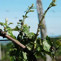 Anomalie de croissance de la vigne