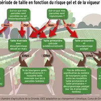<em class="placeholder">GRAPHIQUE : Les critères de choix pour déterminer sa période de taille - Impacts de la période de taille en fonction du risque