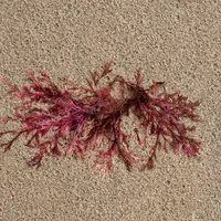 Gelidium sesquipedale seaweed, detail of red algae washed up on the beach